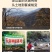 天麻个子，天麻批发，湖北天麻乌红天麻