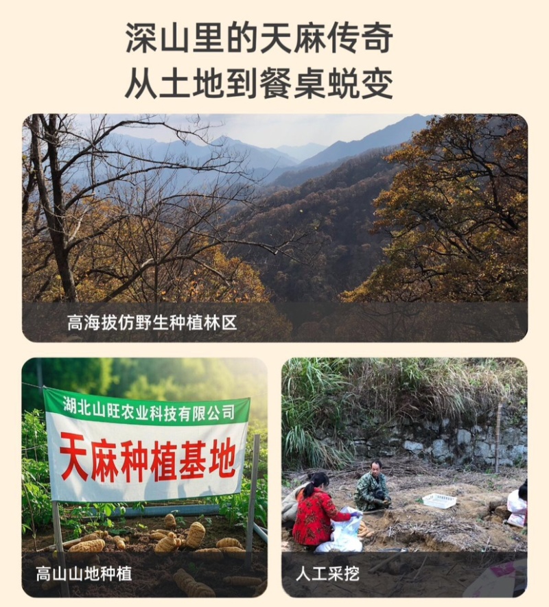 天麻个子，天麻批发，湖北天麻乌红天麻