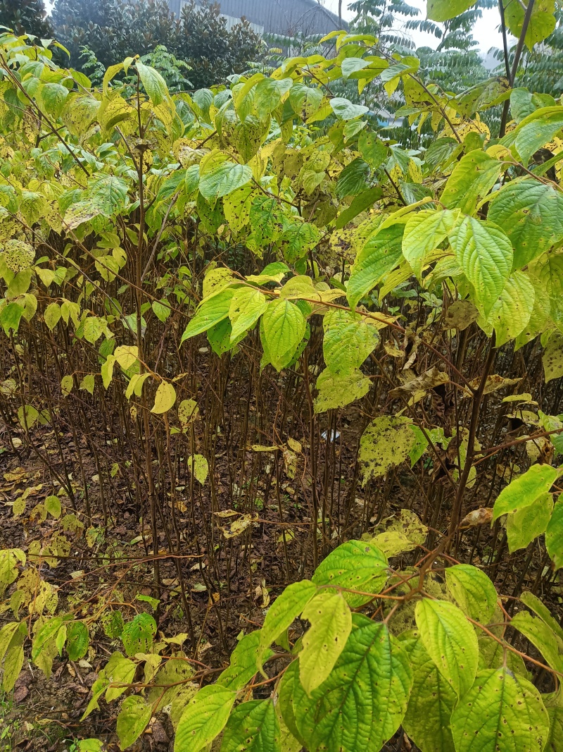 陕西拐枣苗直径0.6到1.5品种纯正产量高成活率高提