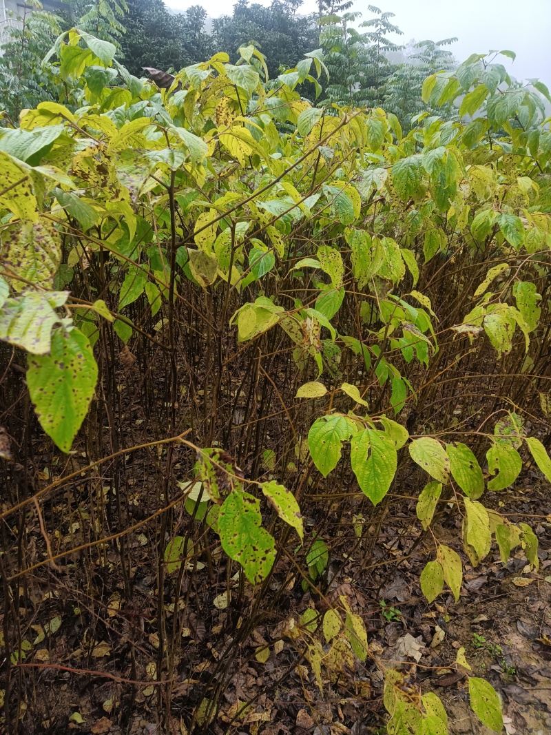 陕西拐枣苗直径0.6到1.5品种纯正产量高成活率高提