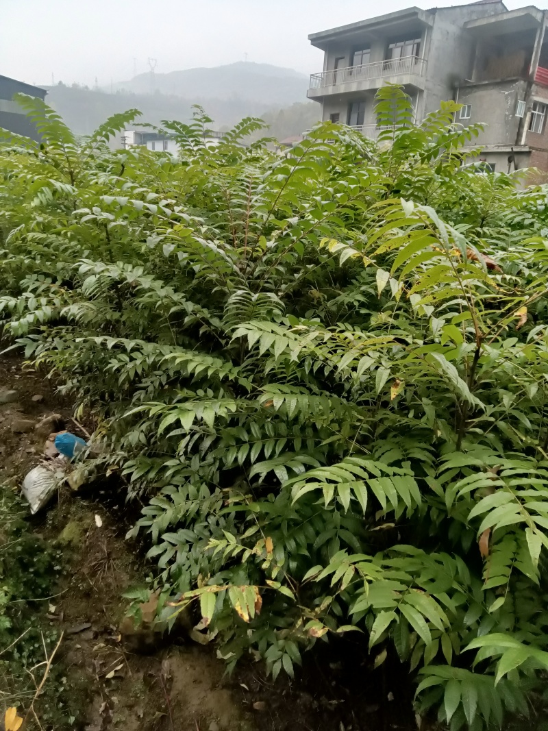 香椿苗