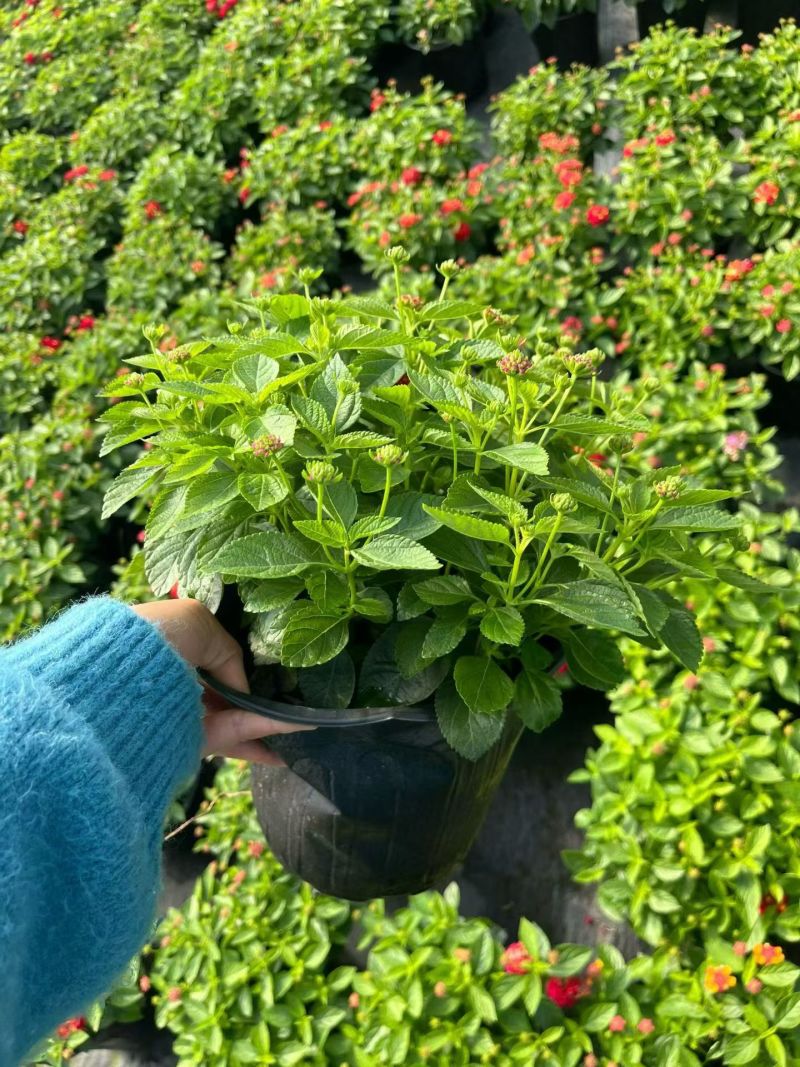 观花植物1加仑、2加仑麦杆菊、大丽花、进口五色梅。