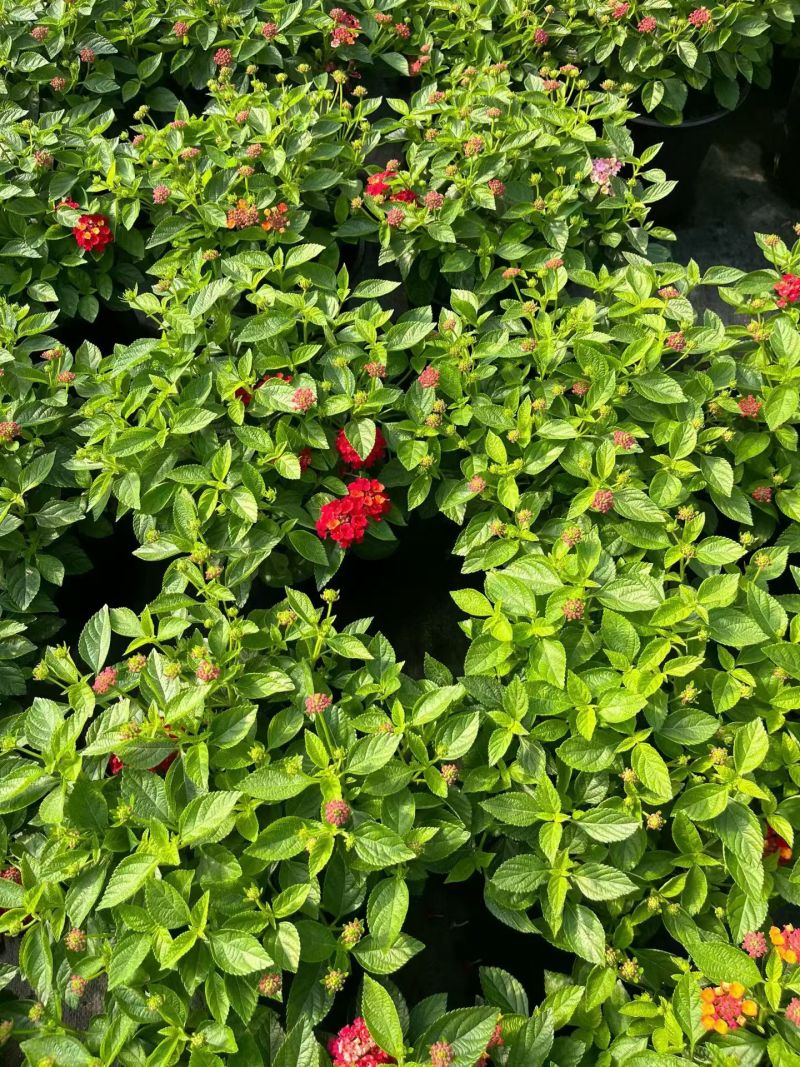 观花植物1加仑、2加仑麦杆菊、大丽花、进口五色梅。