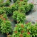 观花植物1加仑、2加仑麦杆菊、大丽花、进口五色梅。