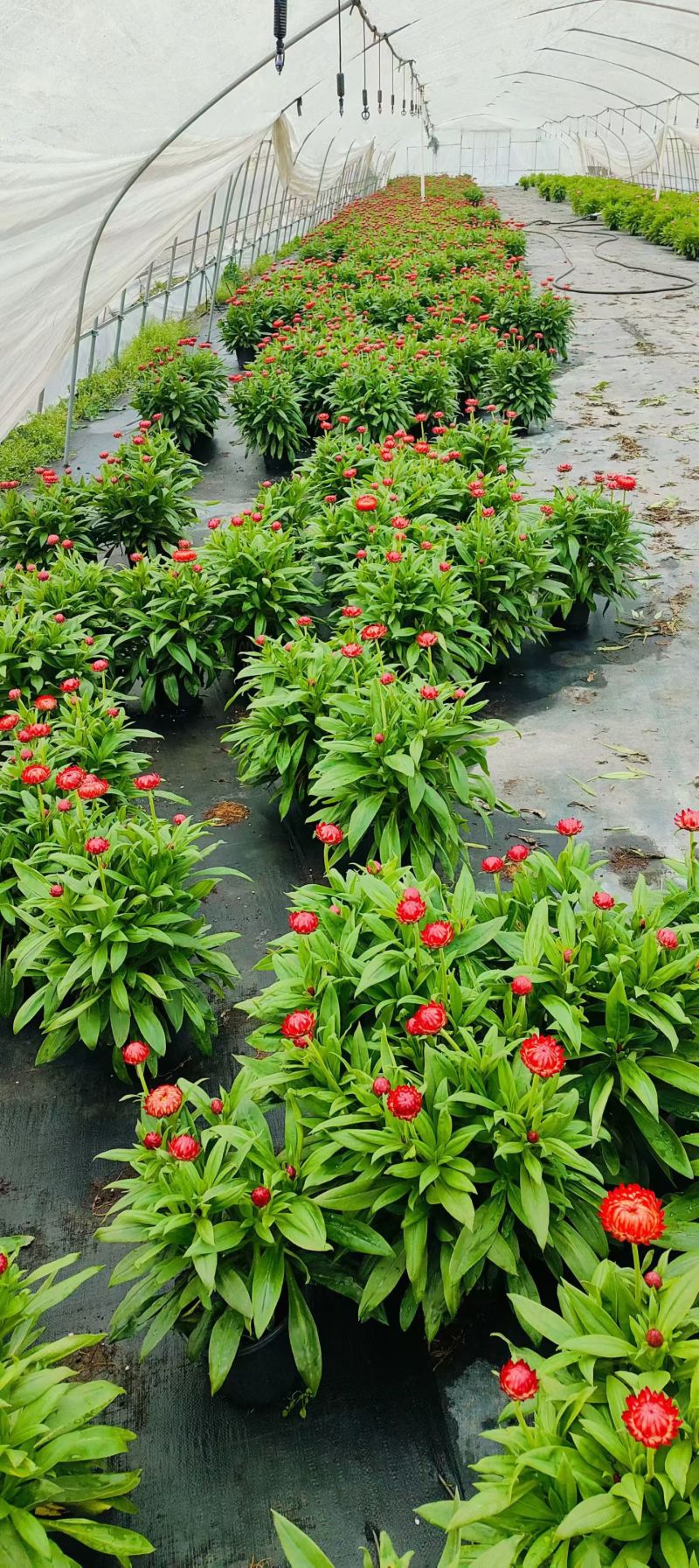观花植物1加仑、2加仑麦杆菊、大丽花、进口五色梅。