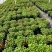 观花植物1加仑、2加仑麦杆菊、大丽花、进口五色梅。