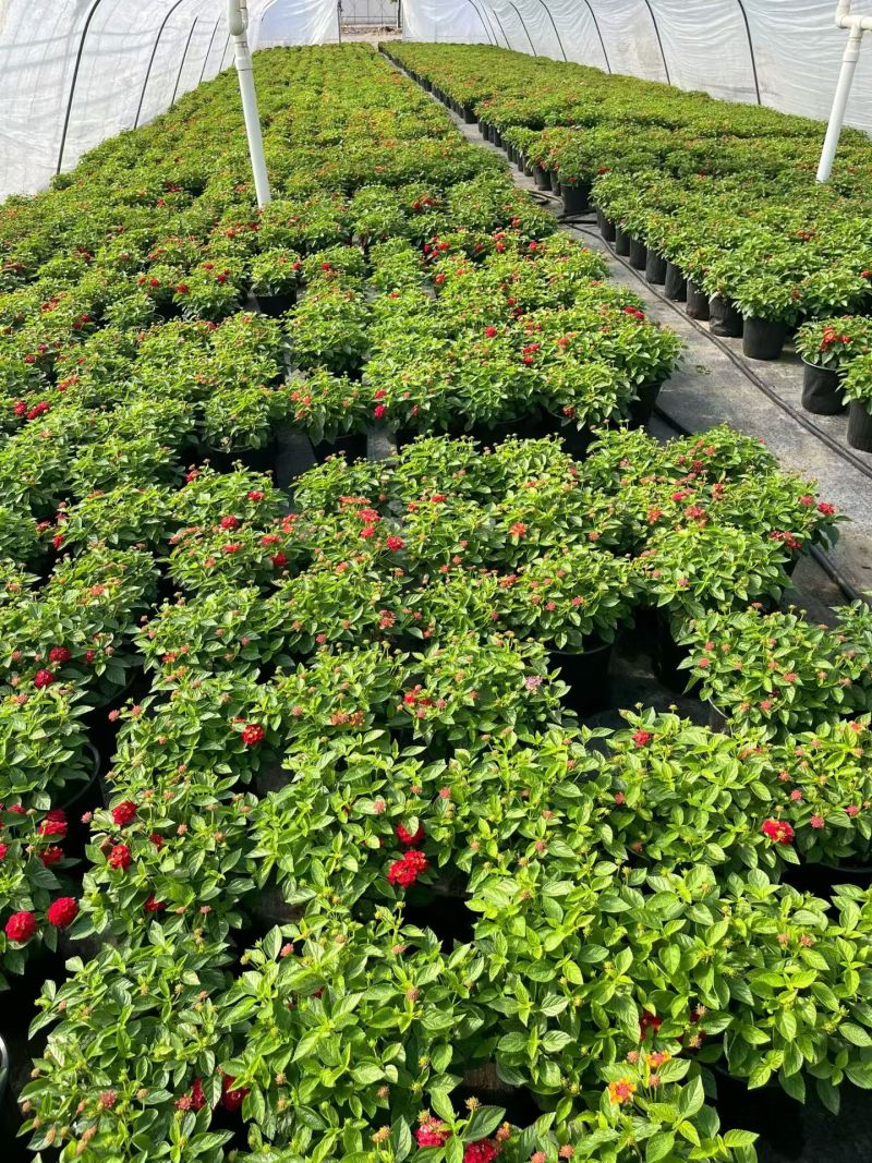 观花植物1加仑、2加仑麦杆菊、大丽花、进口五色梅。