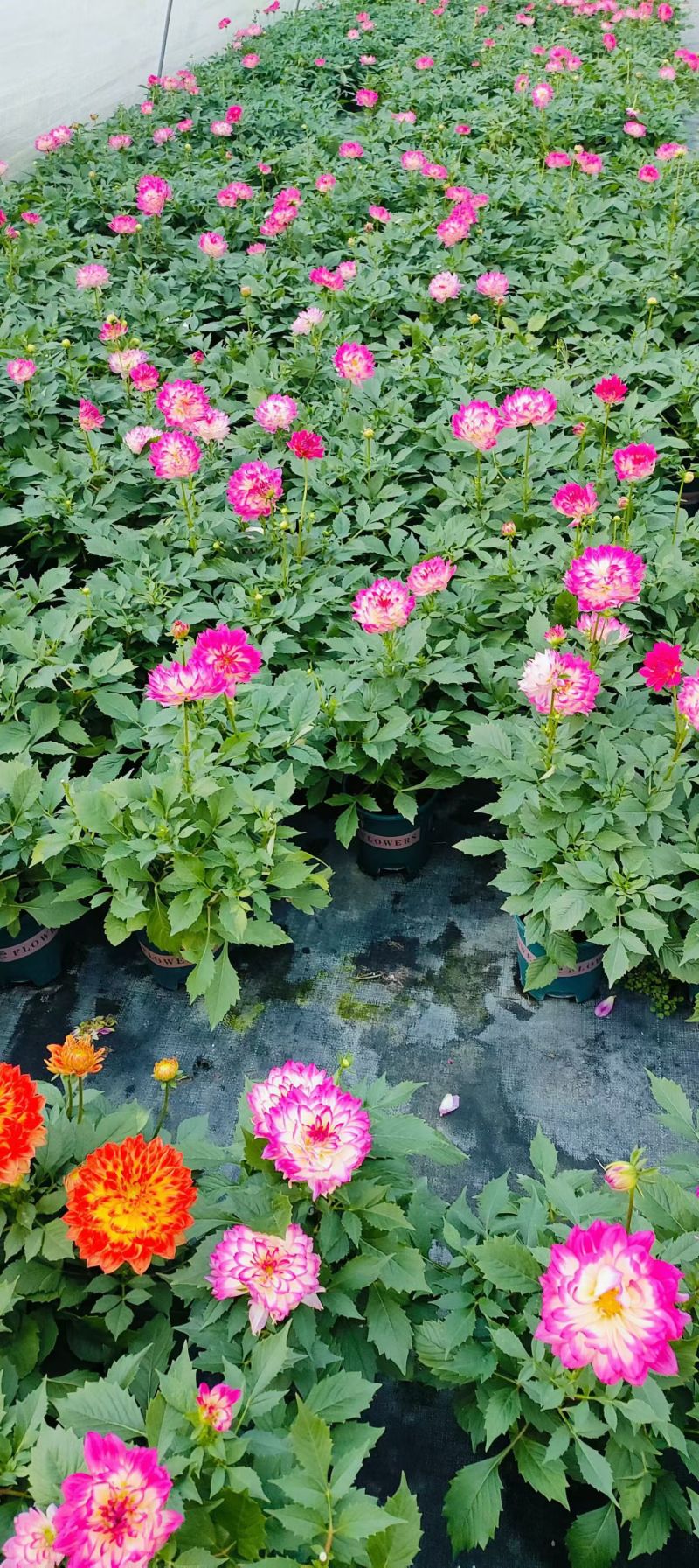 观花植物1加仑、2加仑麦杆菊、大丽花、进口五色梅。