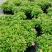 观花植物1加仑、2加仑麦杆菊、大丽花、进口五色梅。