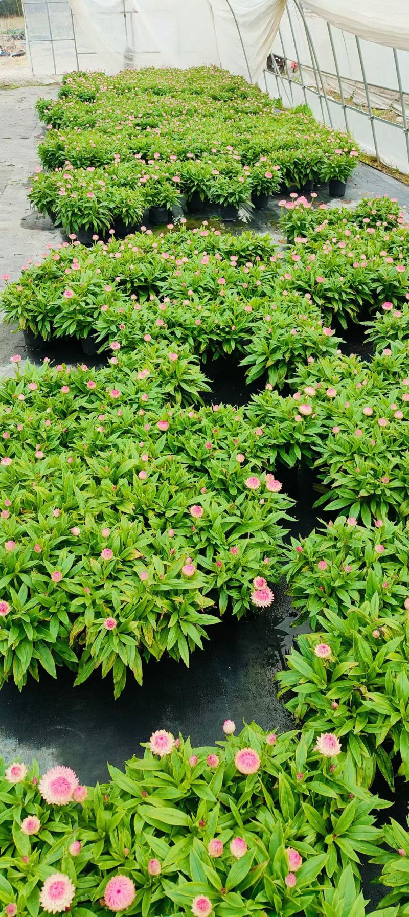 观花植物1加仑、2加仑麦杆菊、大丽花、进口五色梅。