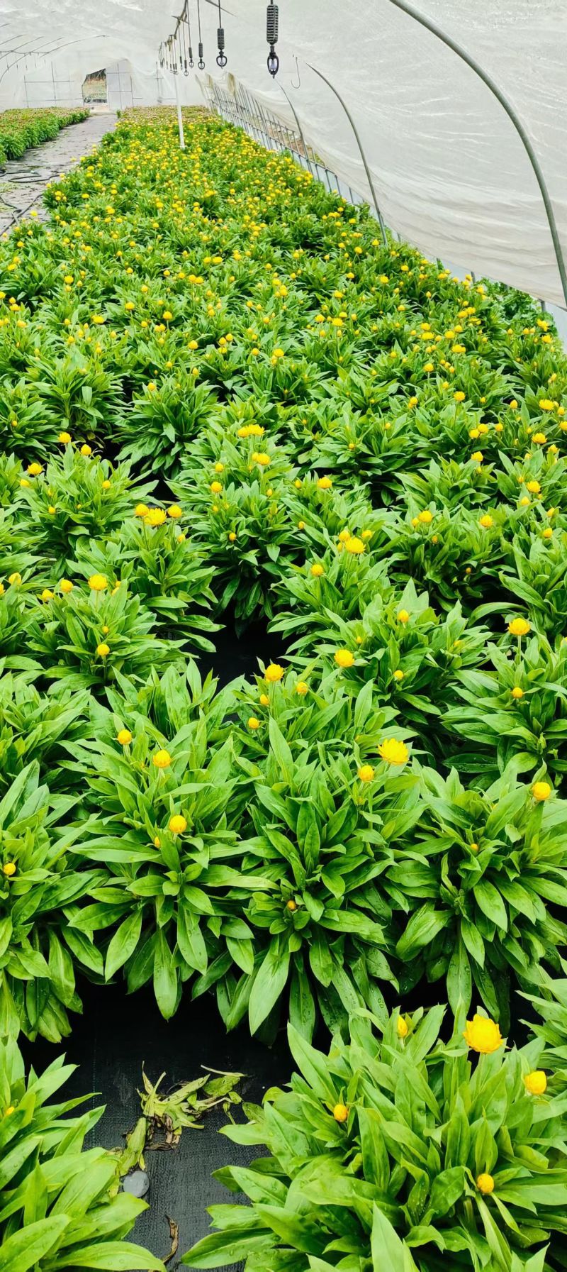 观花植物1加仑、2加仑麦杆菊、大丽花、进口五色梅。