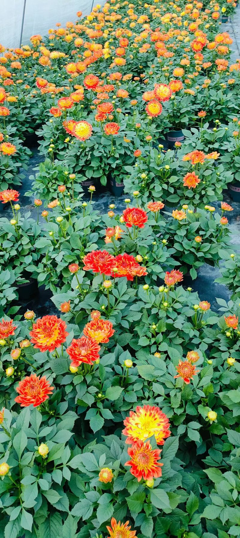 观花植物1加仑、2加仑麦杆菊、大丽花、进口五色梅。