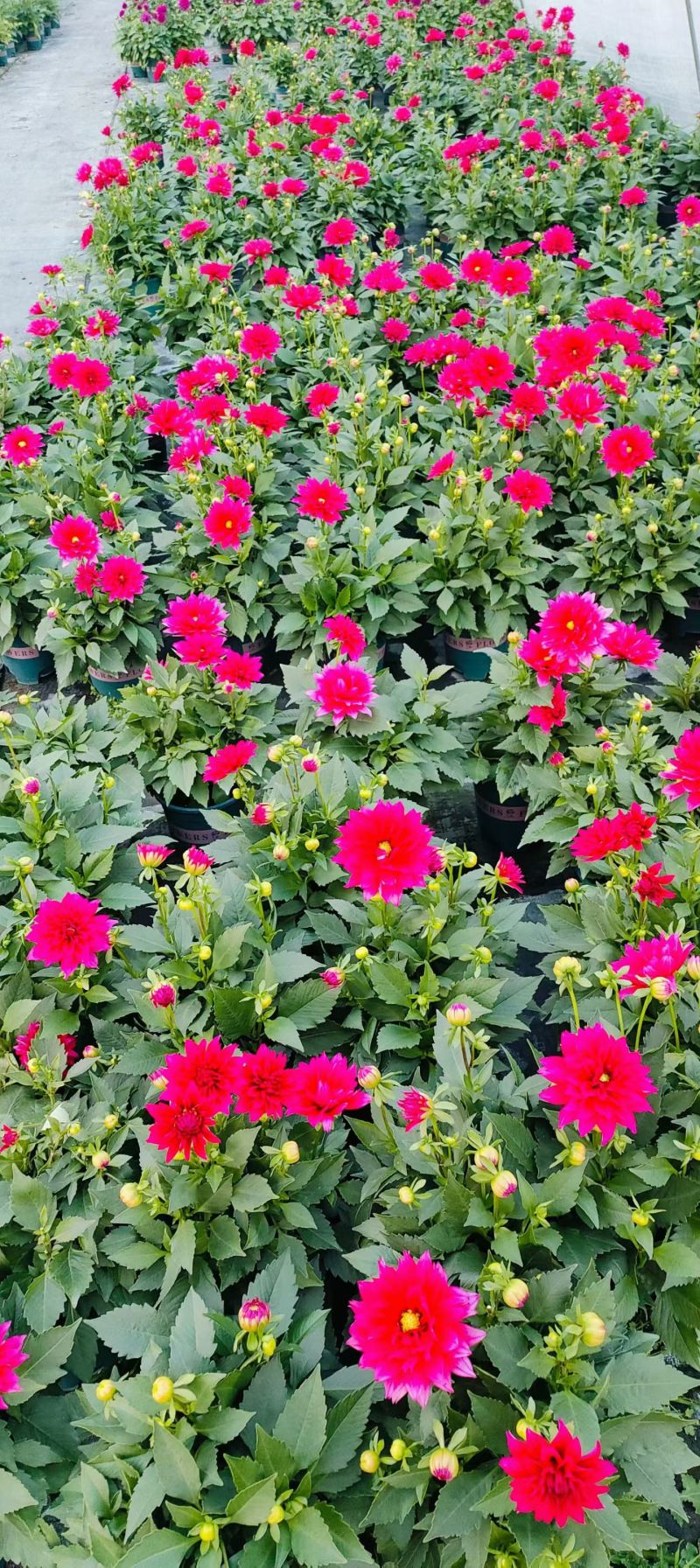 观花植物1加仑、2加仑麦杆菊、大丽花、进口五色梅。