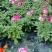 观花植物1加仑、2加仑麦杆菊、大丽花、进口五色梅。