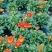 观花植物1加仑、2加仑麦杆菊、大丽花、进口五色梅。