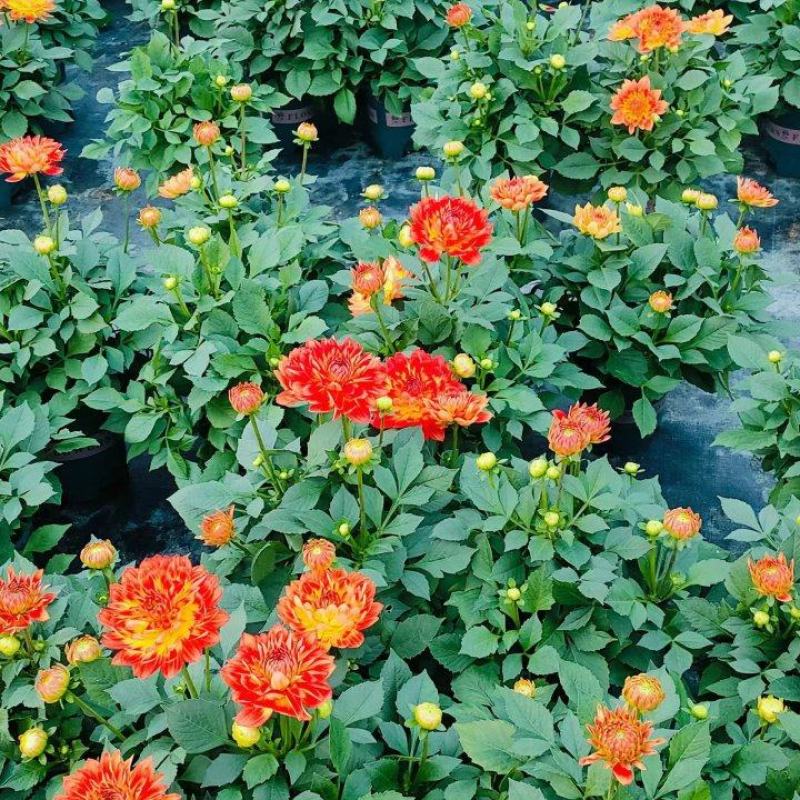 观花植物1加仑、2加仑麦杆菊、大丽花、进口五色梅。