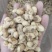 农家柴火铁锅现炒脆花生熟花生炒货炒花生带壳原味散装大花生