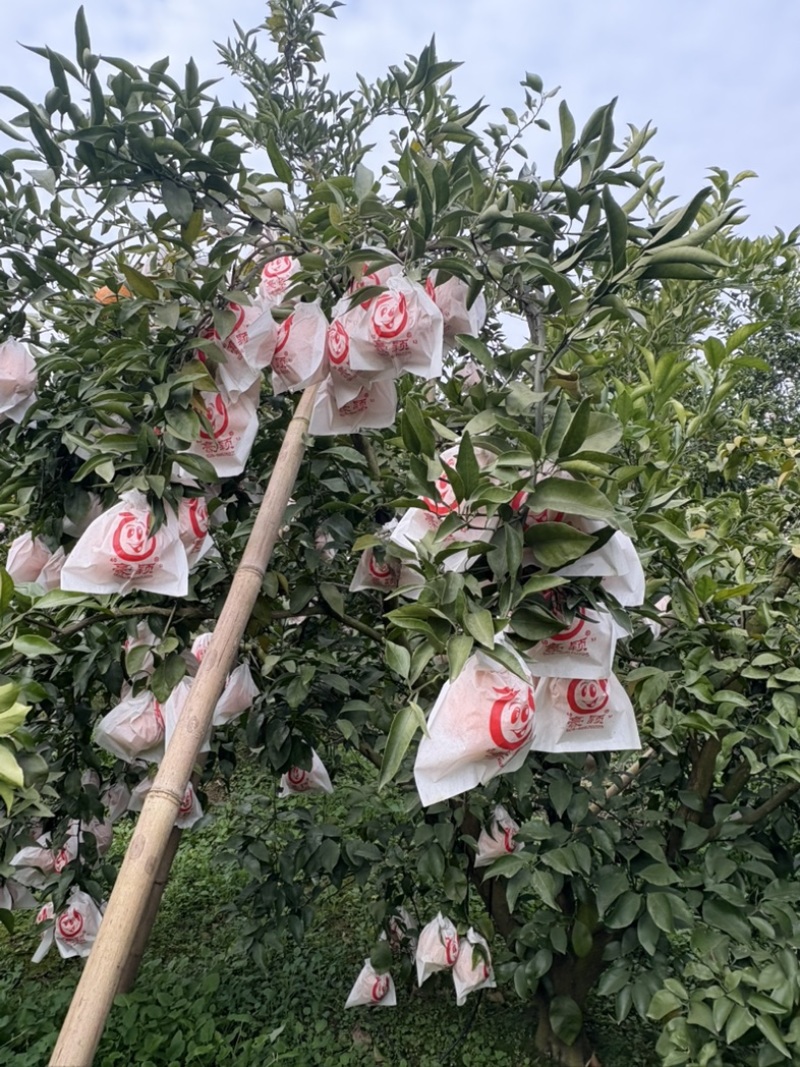 耙耙柑核心产区大量现货供应质量保证欢迎来电合作