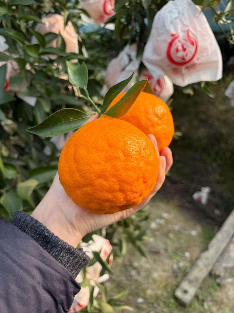 耙耙柑核心产区大量现货供应质量保证欢迎来电合作