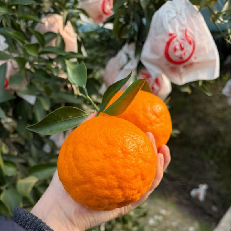 耙耙柑核心产区大量现货供应质量保证欢迎来电合作