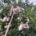 【春见柑桔】耙耙柑四川新鲜果园现采摘装车欢迎来电诚信经营