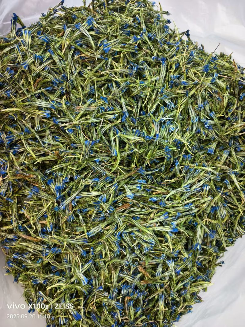 去根龙胆花大货批发