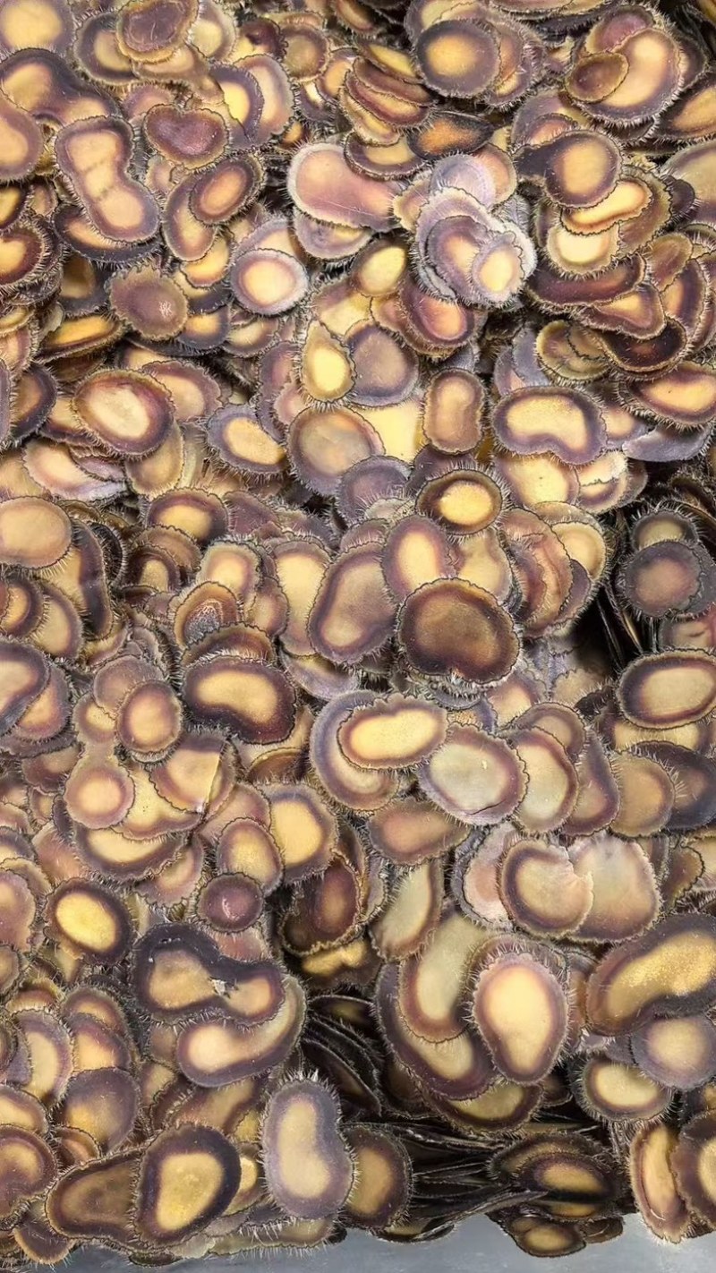 梅花全腊片鹿茸头茬腊片鹿茸片东北吉林腊片整支泡水煲