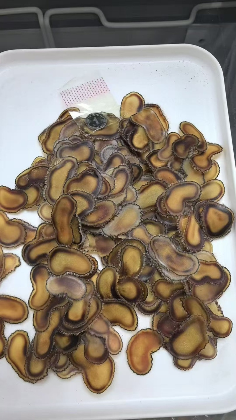 梅花全腊片鹿茸头茬腊片鹿茸片东北吉林腊片整支泡水煲