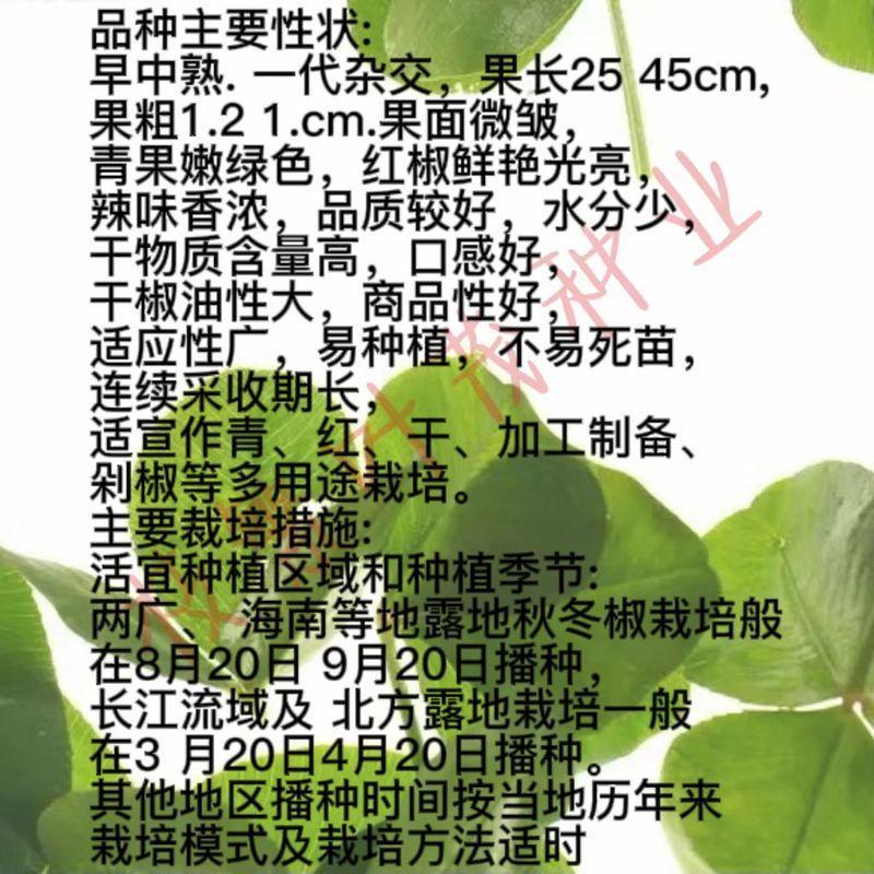 美辣长龙香辣长线椒种子青红椒干椒三用细长型早中熟线椒种子