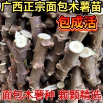 白肉面包木薯