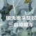 翠香脆甜的西兰花