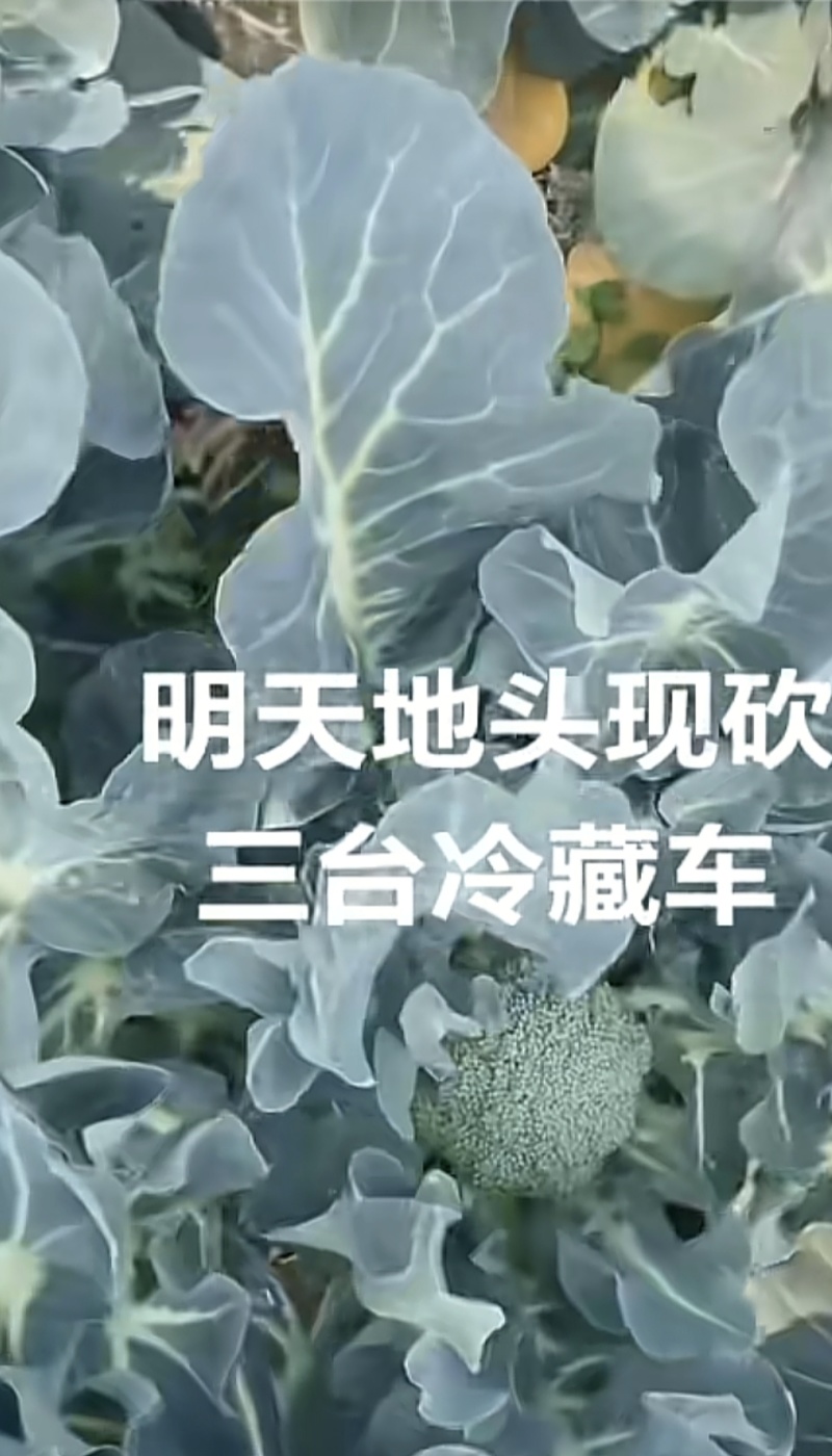 翠香脆甜的西兰花