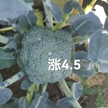 翠香脆甜的西兰花