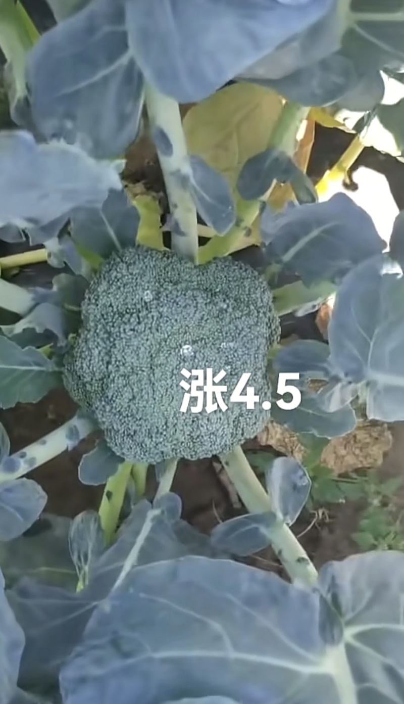 翠香脆甜的西兰花