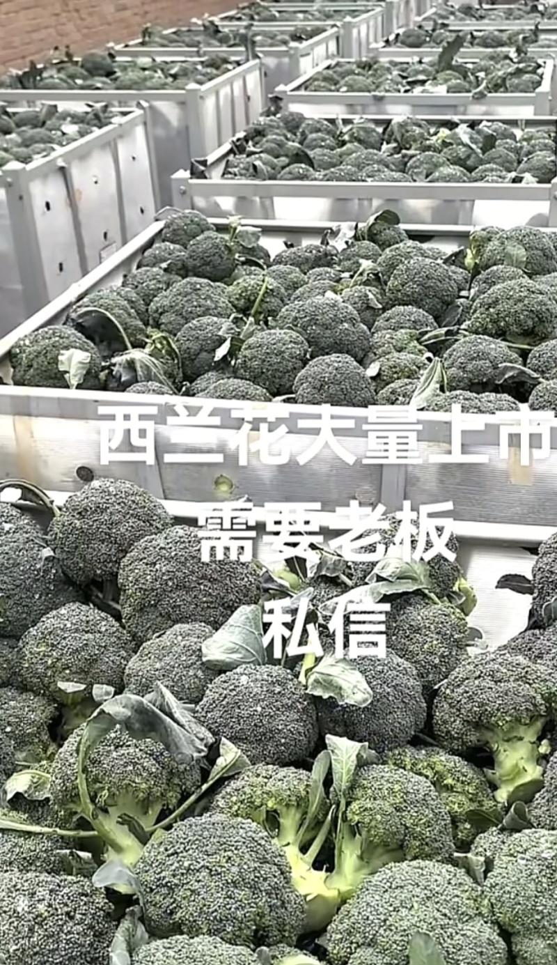 翠香脆甜的西兰花