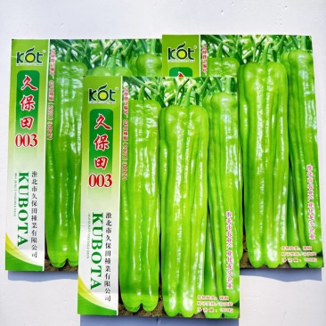 特大果薄皮椒种子早熟粗长薄皮椒微辣抗病抗逆性强高产大田