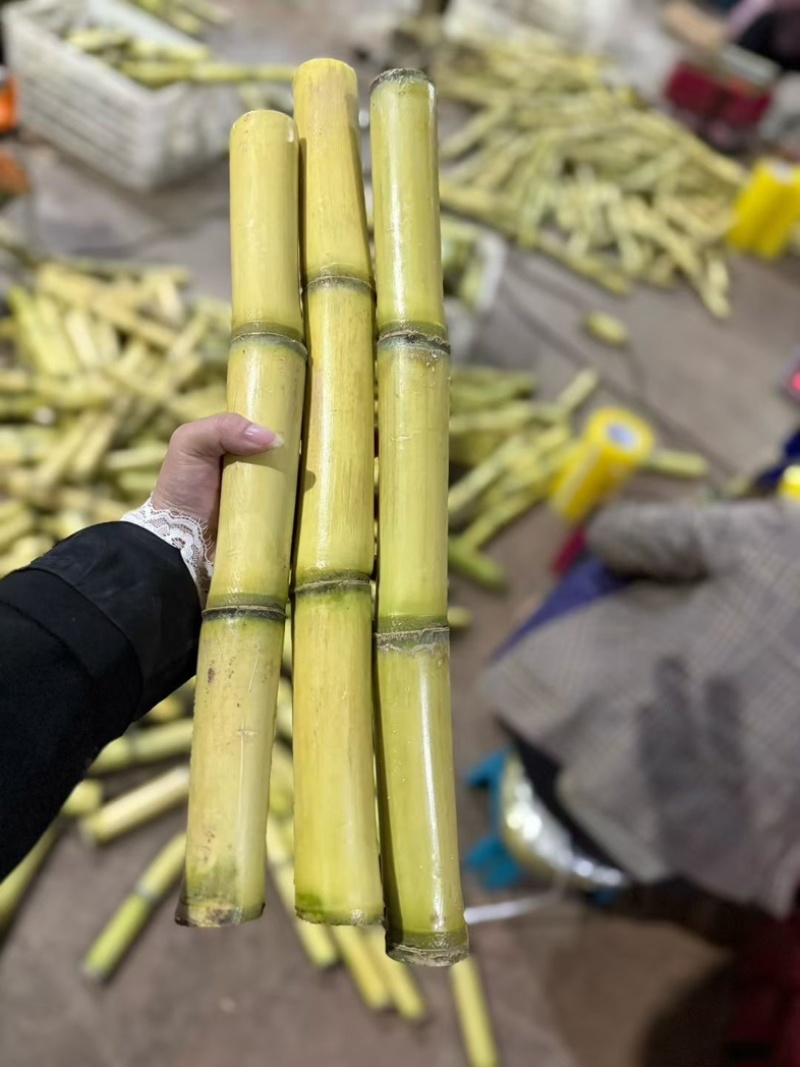 云南黄金甘蔗