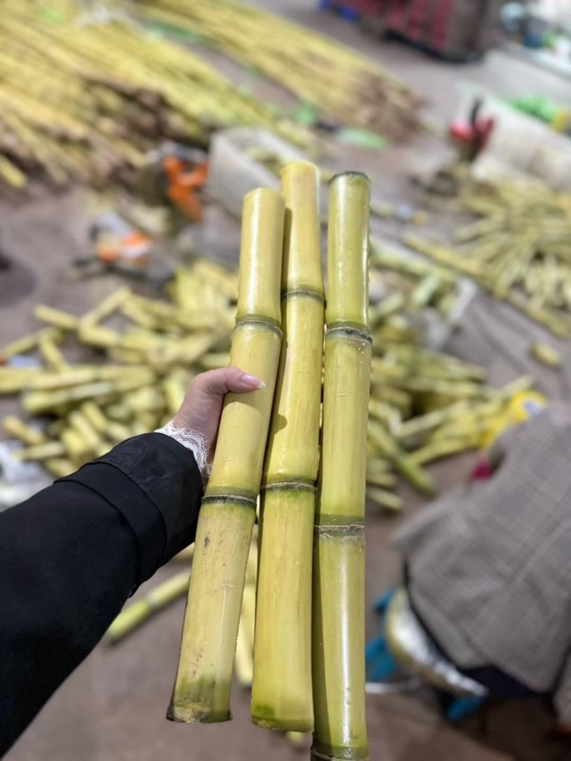 云南黄金甘蔗