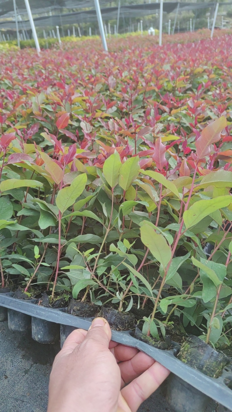 益智仁苗，对接全国老板，量大可议价，欢迎联系，保质保量