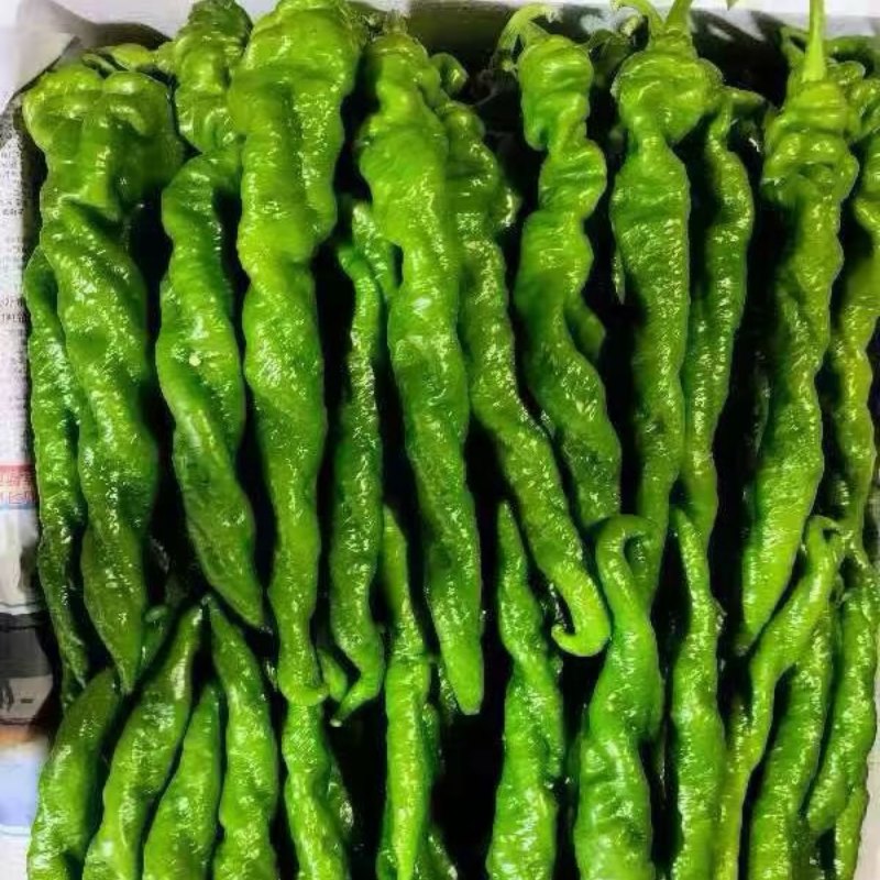 《螺丝椒》广东陇椒，薄皮椒，产地直供，一手货源