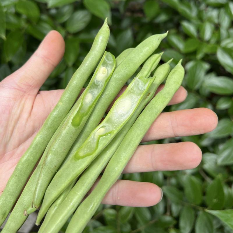 一件代发云南高山露天种植四季豆新鲜蔬菜脆爽鲜美产地直发现