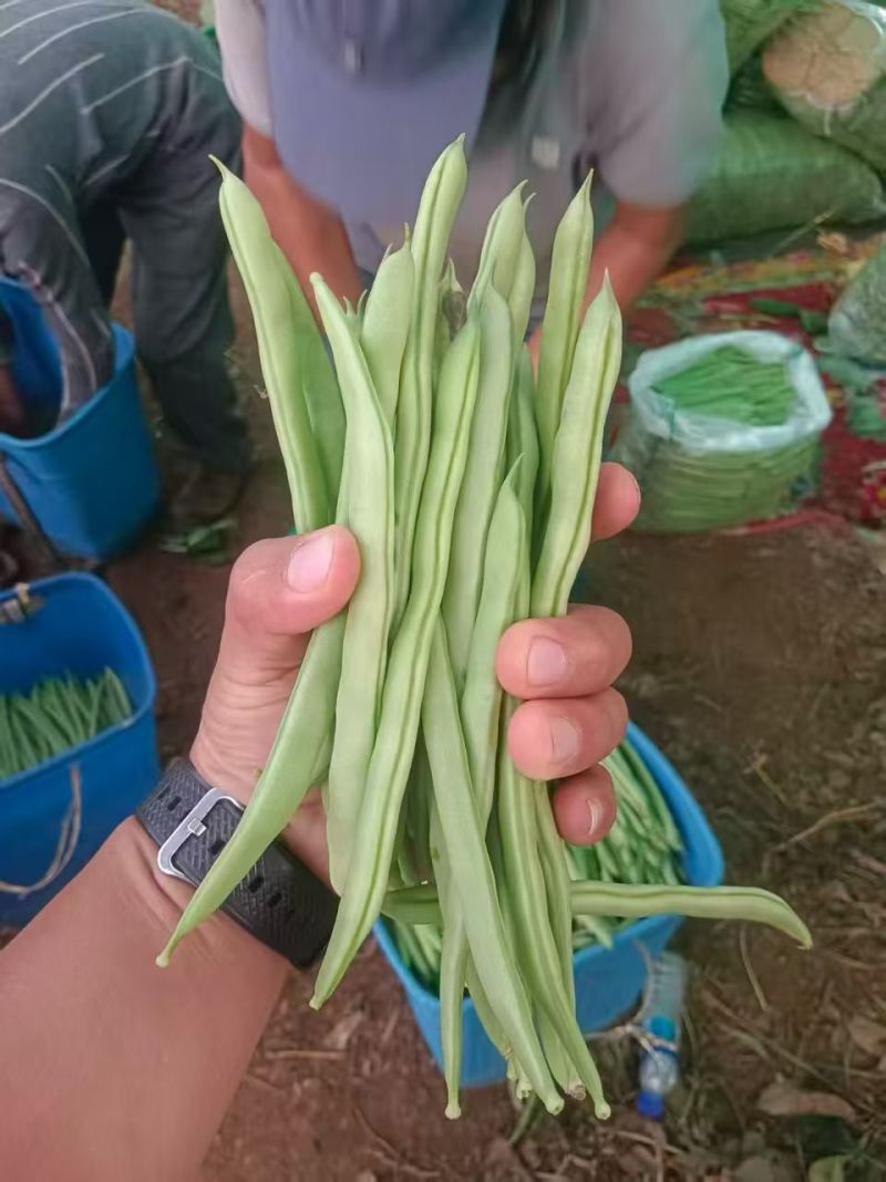 一件代发云南高山露天种植四季豆新鲜蔬菜脆爽鲜美产地直发现