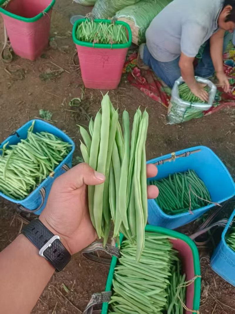 一件代发云南高山露天种植四季豆新鲜蔬菜脆爽鲜美产地直发现