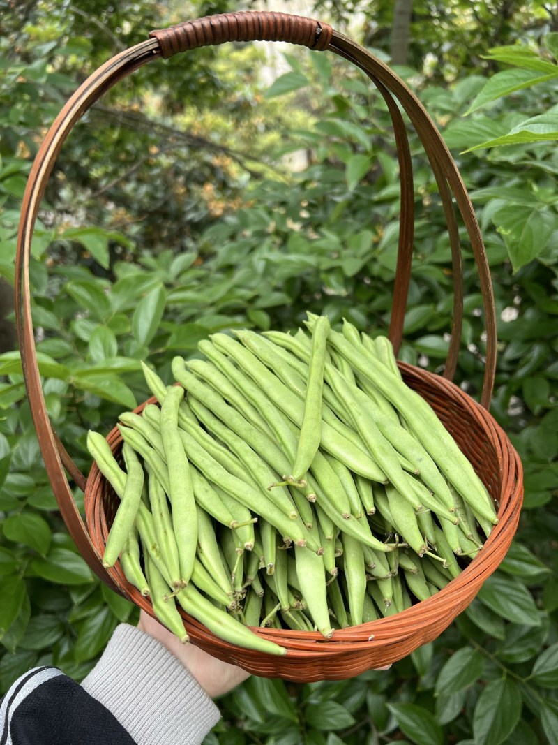 一件代发云南高山露天种植四季豆新鲜蔬菜脆爽鲜美产地直发现