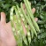 一件代发云南高山露天种植四季豆新鲜蔬菜脆爽鲜美产地直发现