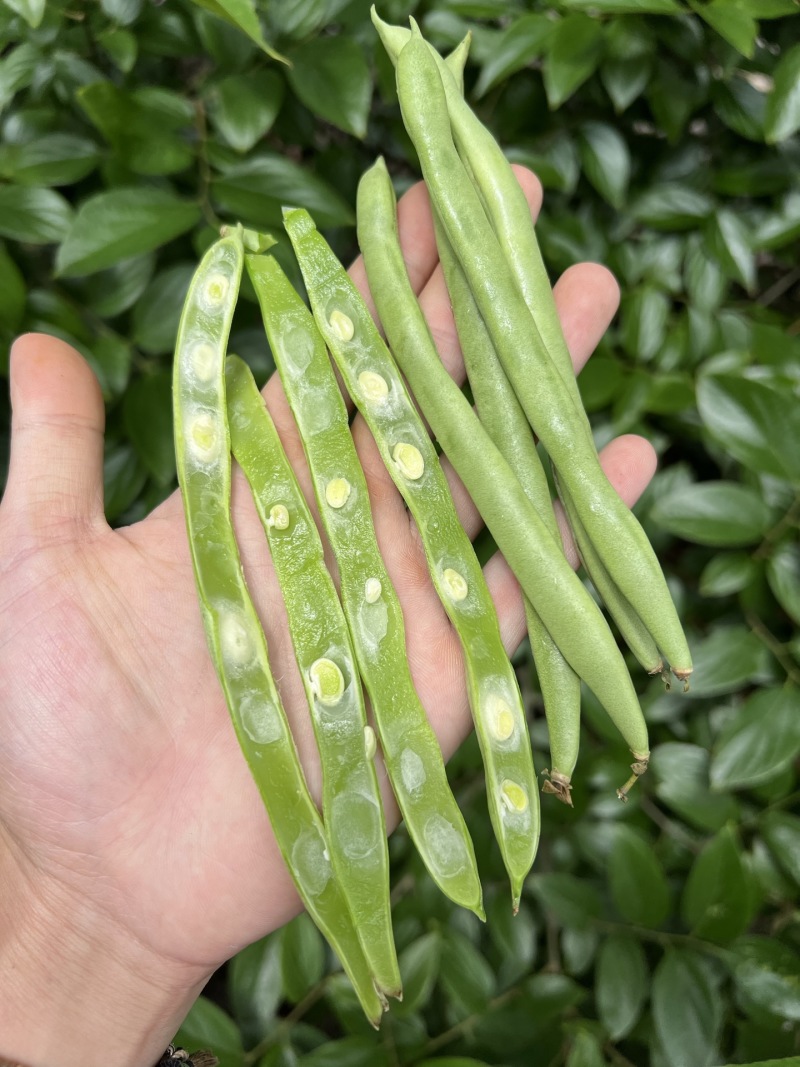 一件代发云南高山露天种植四季豆新鲜蔬菜脆爽鲜美产地直发现