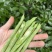 一件代发云南高山露天种植四季豆新鲜蔬菜脆爽鲜美产地直发现
