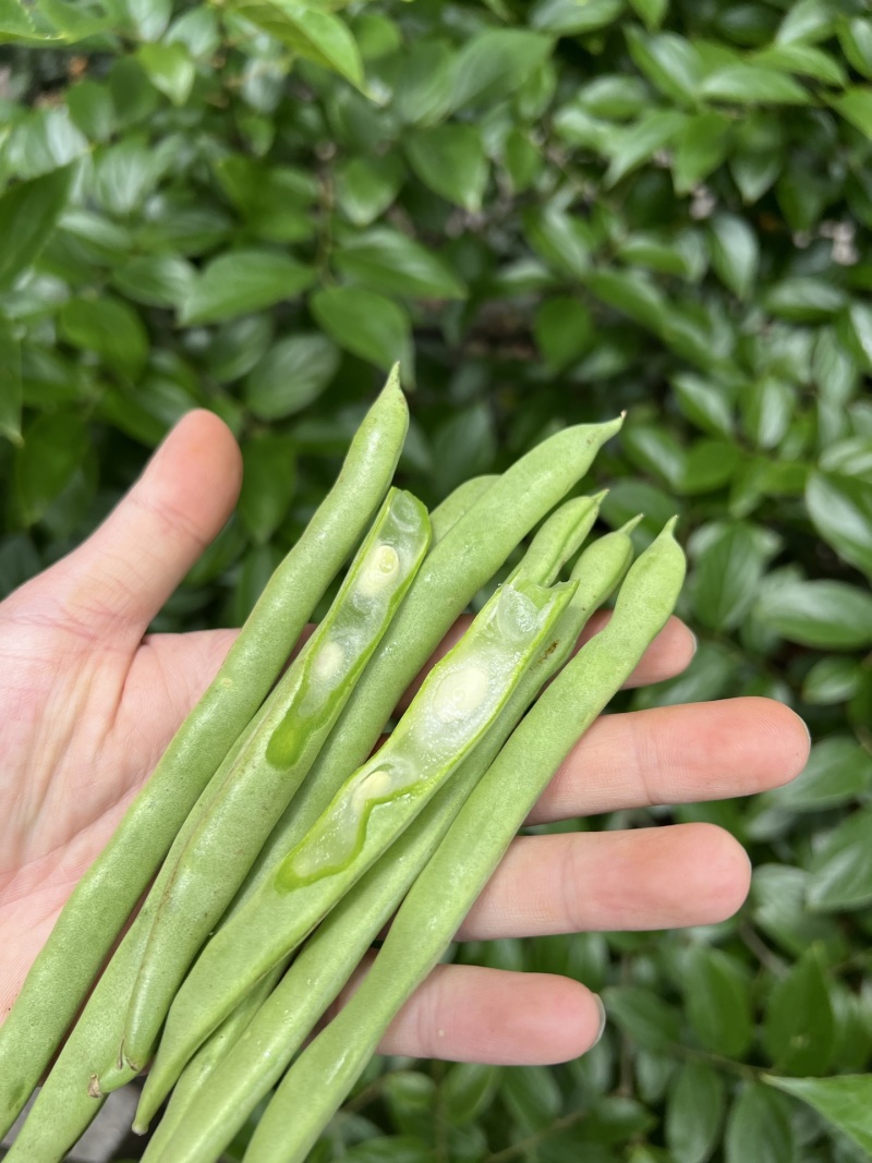 一件代发云南高山露天种植四季豆新鲜蔬菜脆爽鲜美产地直发现
