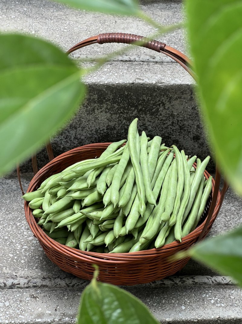 一件代发云南高山露天种植四季豆新鲜蔬菜脆爽鲜美产地直发现