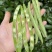 一件代发云南高山露天种植四季豆新鲜蔬菜脆爽鲜美产地直发现